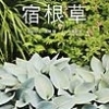 Vol.8「宿根草で庭作り」