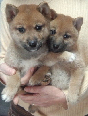 「とっても瞳が綺麗な子犬達！」