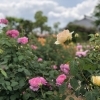 春の「こうのす花まつり」を楽しみました!【前編】