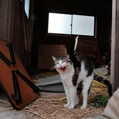 昔の中国の映画みたいな猫