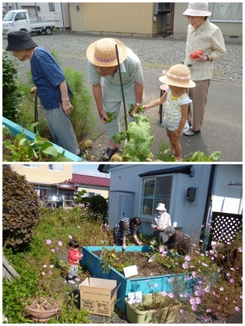 みんなで作った野菜を収穫！「宅幼老所 ゆわら」