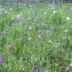 アジサイと花菖蒲が見頃です【生田緑地】