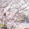【横浜市港北区のお花見スポット】日吉六丁目鐘ヶ淵公園