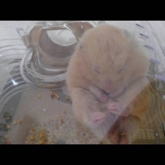 爆笑!想像を超える寝相!cute funny hamster　＃55