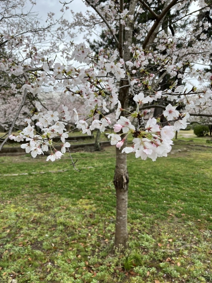 米子市・湊山公園