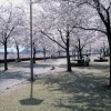 荒川桜づつみ河川公園(福島市八木田)