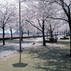 荒川桜づつみ河川公園(福島市八木田)