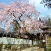 櫻堂薬師|瑞浪市の桜スポット