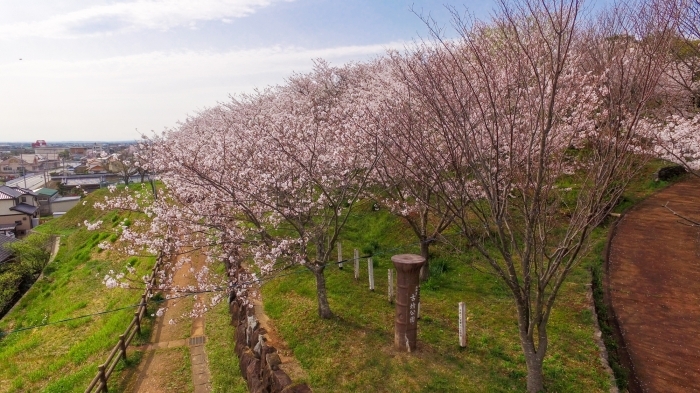正法寺古墳から眺める桜も格別