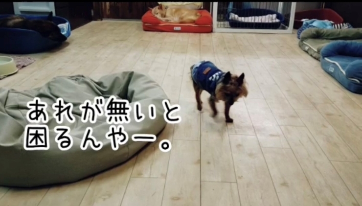 「年末年始のお預かりについて。　癒し動画「老犬ヨーキーの深夜のさがしもの」をお届け♪」