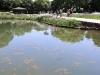池には鯉も泳いでいました