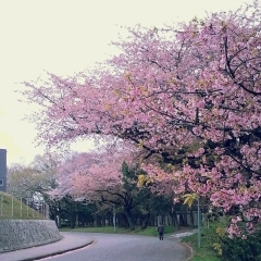 桜、もうすぐ満開！
