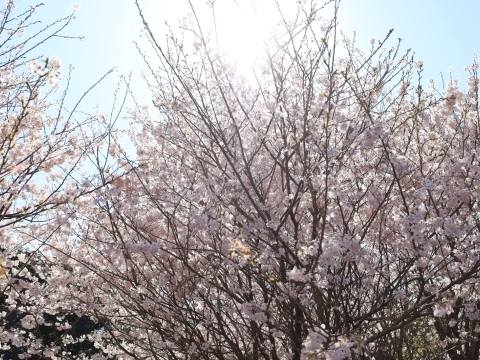 「ハルメキ」という品種の早咲きの桜