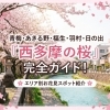 【2026最新】青梅・あきる野・福生・羽村・日の出『西多摩の桜』完全ガイド!