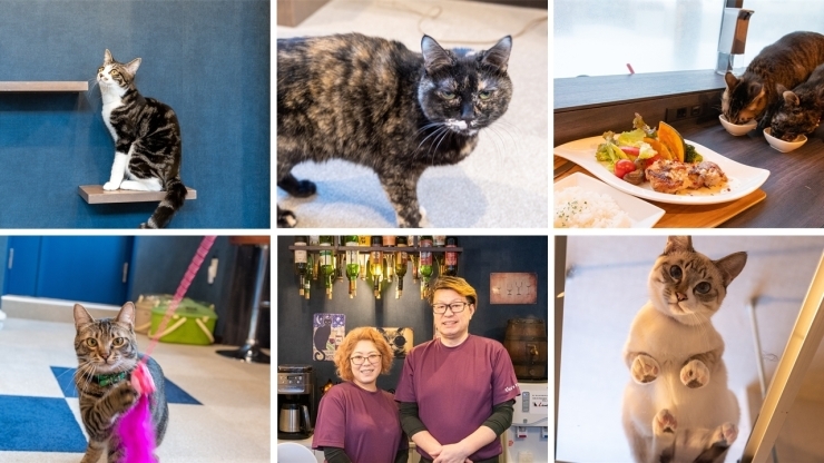 「Cafe ＆ Diningbar With Cat’ｓLamp」可愛いネコたちと美味しいお酒や食事を同時に楽しめるお店！