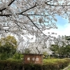 柏公園