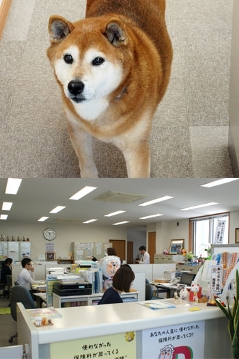 看板犬のふくちゃんと皆様をお待ちしております「株式会社村上保険サービス」