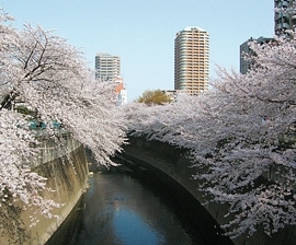 面影橋から神田川を望む光景は桜の代表的なスポット