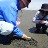 船橋で潮干狩り体験! 簡単にアサリが採れる裏ワザ&干潟の生き物の見つけ方を伝授