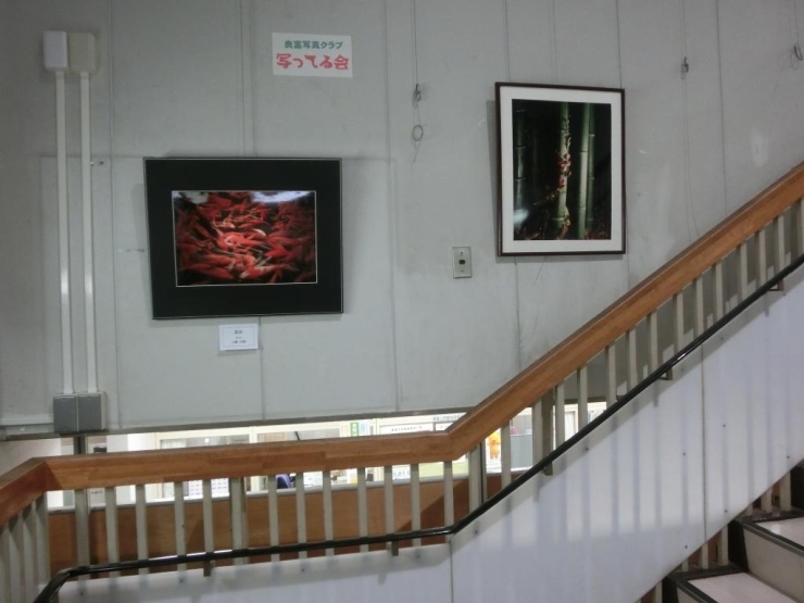 主に奥富公民館の階段脇掲示板を借用して、作品を展示しています。<br>更新は毎月行っています。