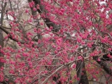 沖縄でサクラといえばこの種類です   カンヒザクラが開花