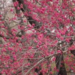 沖縄でサクラといえばこの種類です   カンヒザクラが開花