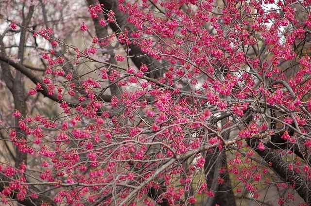 「沖縄でサクラといえばこの種類です   カンヒザクラが開花」