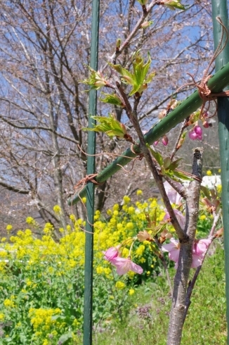 菜の花の向こうは「ソメイヨシノ」「河津桜の苗に花が咲きました。」