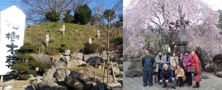 「樹木葬見学」