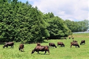 放牧スタイルの飼育にこだわり、健康的な牛を生産しています。「株式会社いろりカンパニー」