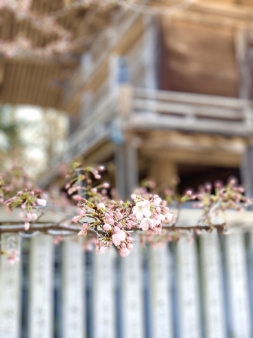 蚊屋島神社の桜「★蚊屋島神社の桜とメイク講習★米子の美容室・美容院lapark*SAKU」