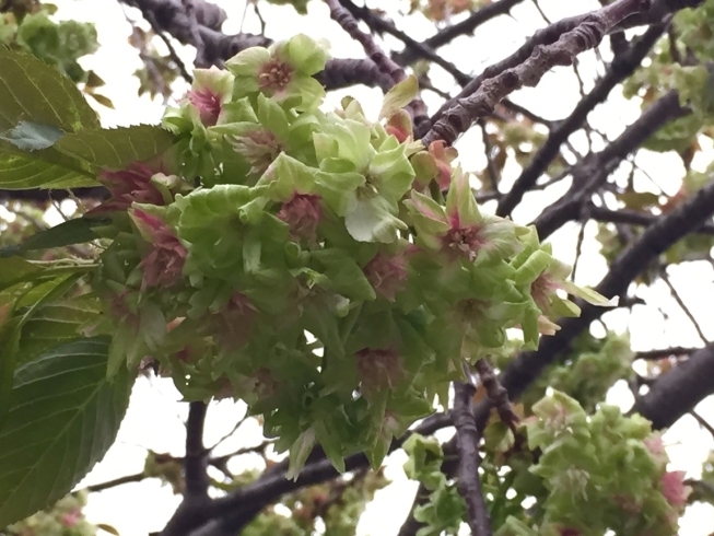 「緑の桜☆」