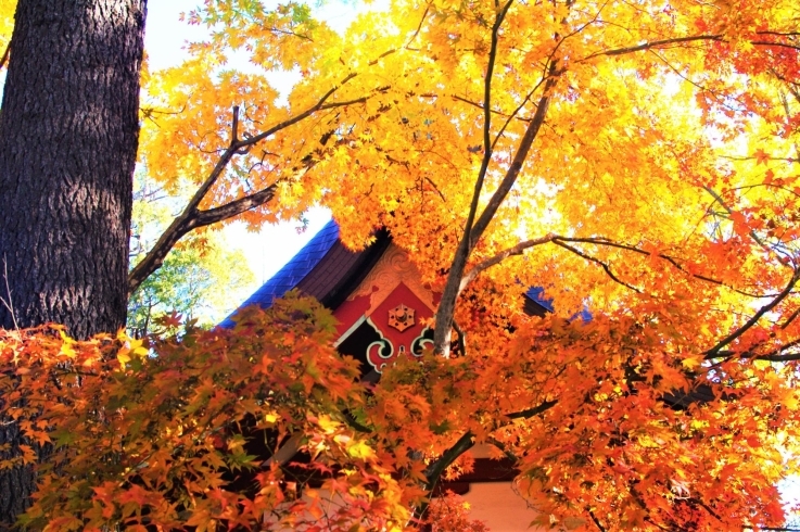 「生島足島神社の紅葉」