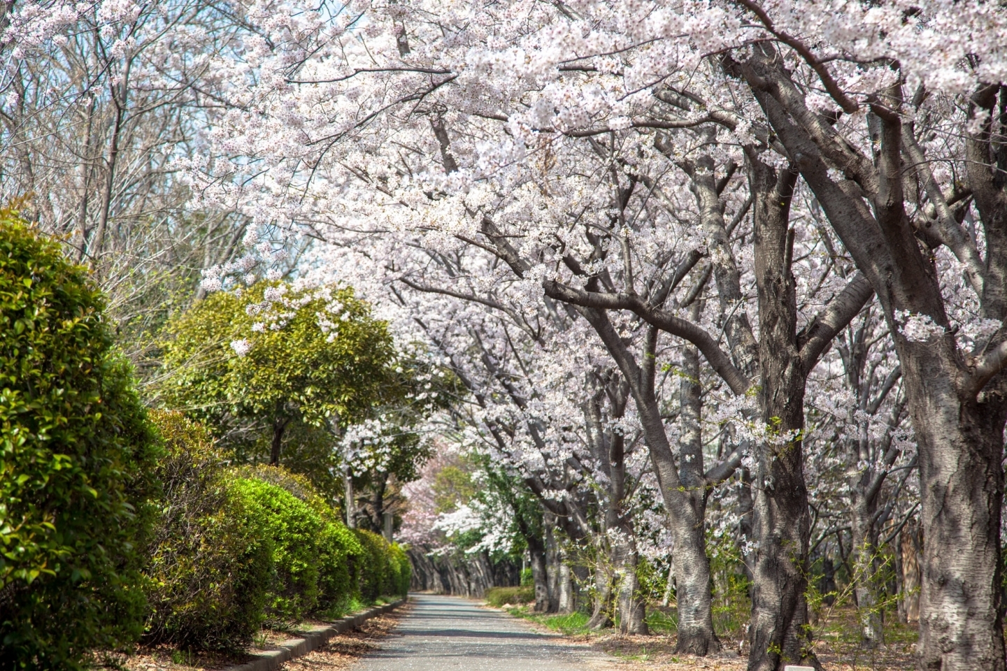 第２号碧緑地の桜