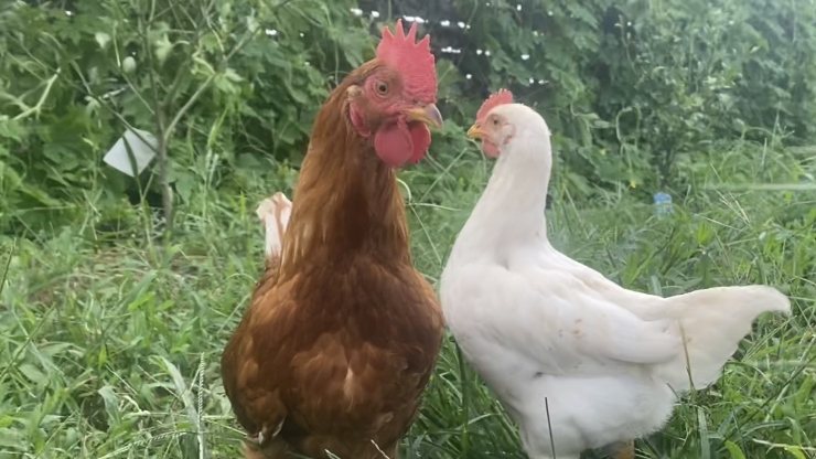 「近況報告【静岡県で青空飼育の養鶏場と言えば悠々ファームへ】」