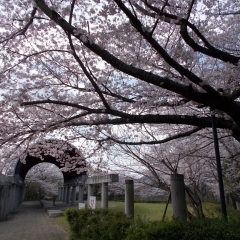 文化の森総合公園