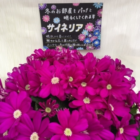 花鉢　サイネリア「♬　アレンジ花　赤　♬　　」