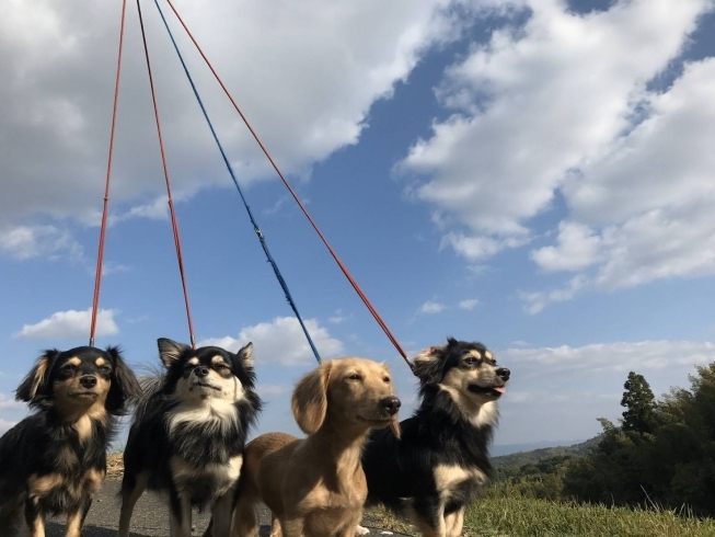 「桂ペットサロン」飼い主さんとワンちゃんの為の「幸せ」のお手伝い♪