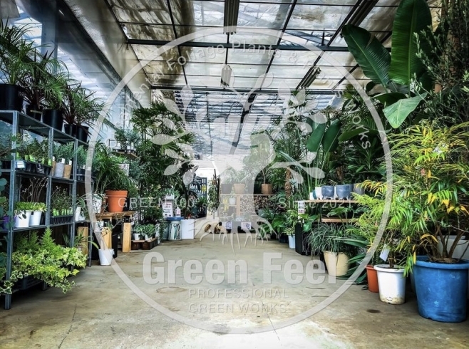 「Green Feel」観葉植物専門店！　販売、レンタル、ガーデン工事、ご相談下さい！