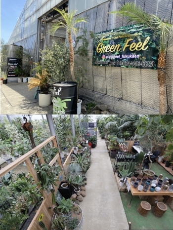 店舗入り口はこちらになります。植物園のように広々とした店内。「Green Feel」