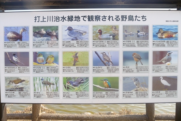 打上川治水緑地には、実に18種類以上もの野鳥たちを見る事が出来るんですね～♪<br>私達が行ったときには、カモとハトの大群に出くわす事が出来ました（笑）