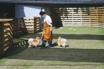 小型犬が約10頭遊べるドッグラン。利用時間は11時から17時「ポメラニアンの休日」