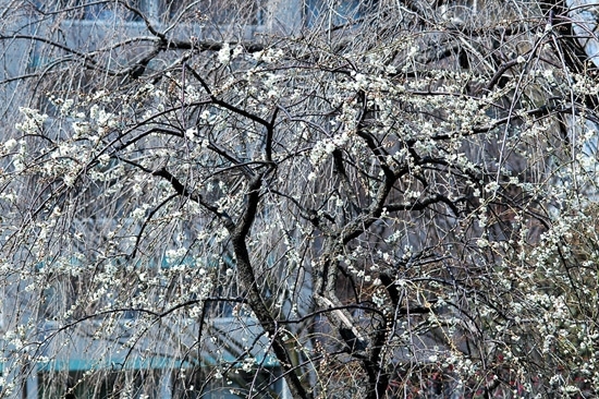都会のグランドキャニオンに<br>天から降りそそぐ　白い滝のように見える　枝垂れ梅