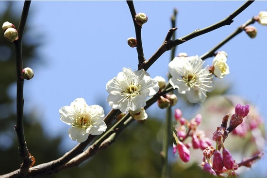 ♪うめは～　咲い～たか～　桜～はまだかいな！<br>なんて、都々逸が聞こえてきたよ