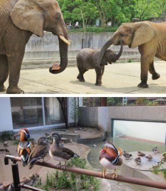 上：アフリカゾウの家族　下：野鳥を間近で見られるバードパーク「愛媛県立とべ動物園」
