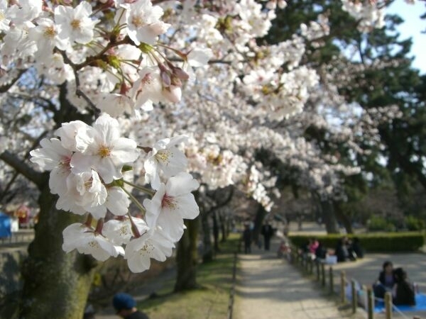 夙川～苦楽園の桜そろそろ満開！