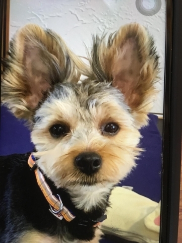 スマホの写真をいただきました。「愛犬の肖像画　マロンちゃん　出来ました」