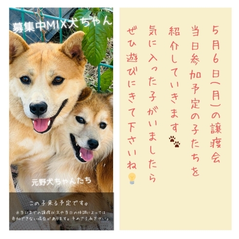「✿5/6㈪ 譲渡会(所沢市)参加保護犬猫情報！⑦✿ 雑種犬/MIX犬/ミックス犬」