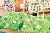 風和里しばやま 地元産レタス
