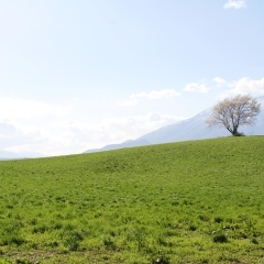 【滝沢】三角山の一本桜